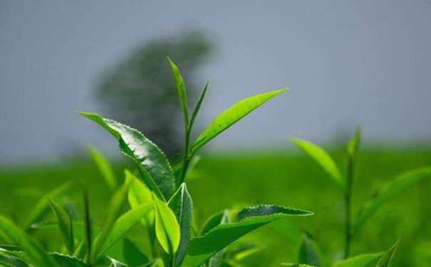 茶葉商城<a href='http://www.gyrmgh.com/' target='_blank'><u>app開發(fā)</u></a>,會計app開發(fā)