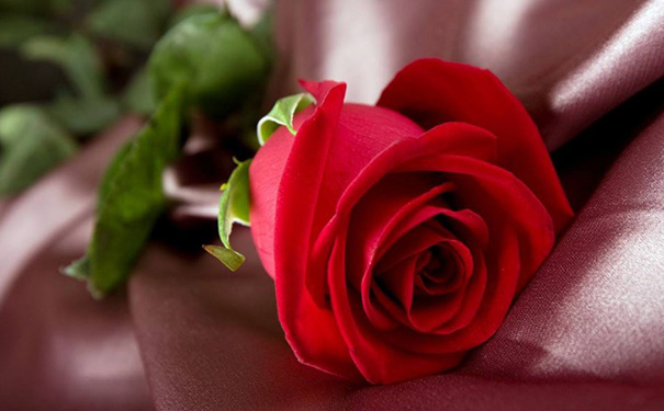 鮮花APP開發(fā),鮮花<a href='http://www.gyrmgh.com/app/dsAPP/' target='_blank'><u>電商</u></a>APP
