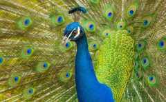 動(dòng)物園APP開(kāi)發(fā)有什么功能優(yōu)勢(shì)？