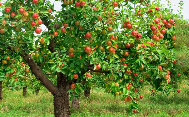 農(nóng)業(yè)認(rèn)養(yǎng)App開發(fā)能夠怎么做